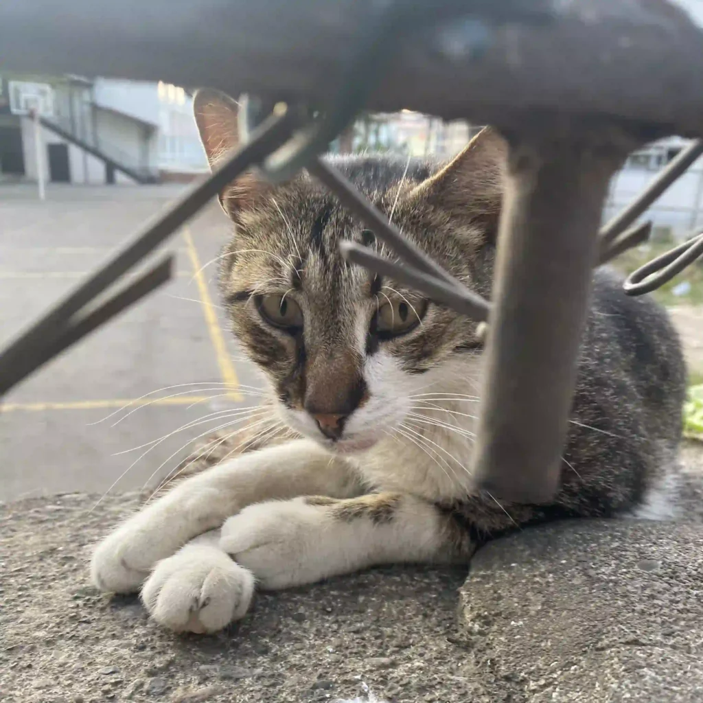 Tatlı bir kedi, demir parmaklıkların arkasında